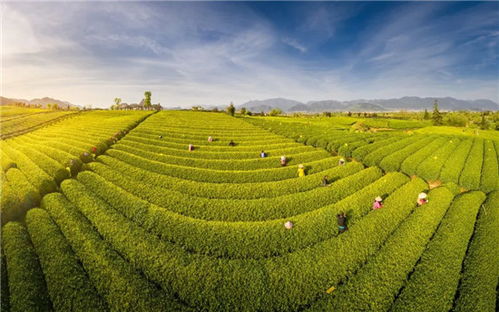 茶香滿松陽 融合創(chuàng)新賦能農(nóng)副產(chǎn)品銷售新篇章